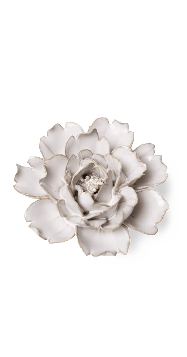 Ivory Rose