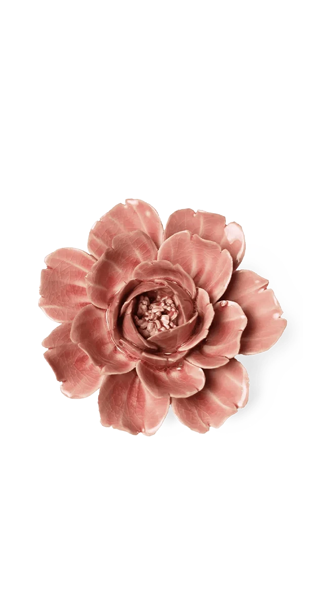 Champagne Pink Rose