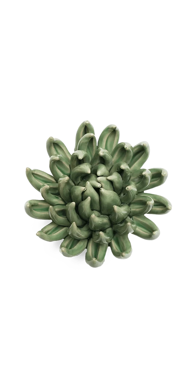 Jade Green Succulent