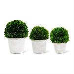 Preserved Boxwood Balls in Whitewashed Large