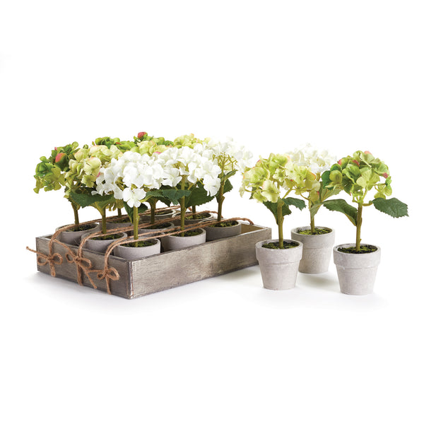 MINI HYDRANGEA POTTED