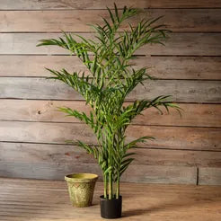 Potted Bella Palm 70in.