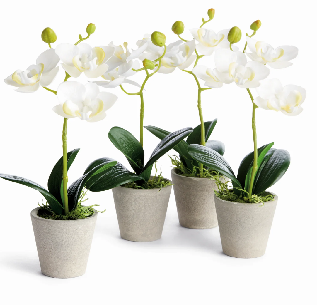 MINI PHALAENOPSIS ORCHIDS POTTED 9"