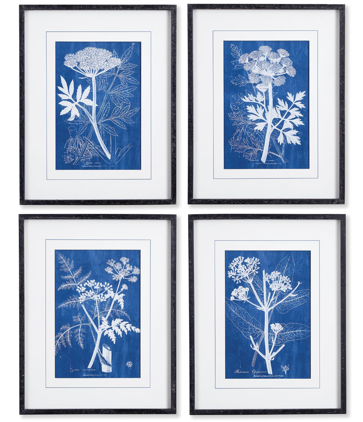 CYANOTYPE QUEEN ANNES LACE PRINTS