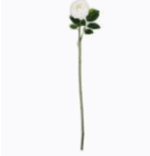 24 Inch White Real Touch Austin Rose Stem