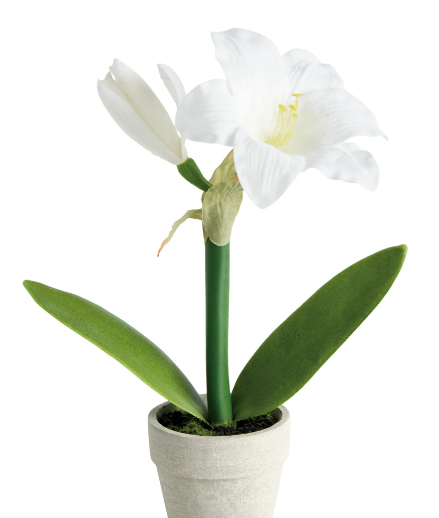 MINI AMARYLLIS POTTED DROP-IN 9"