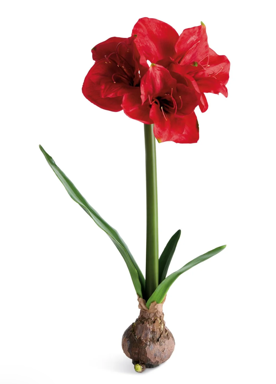 AMARYLLIS BULB ST/2
