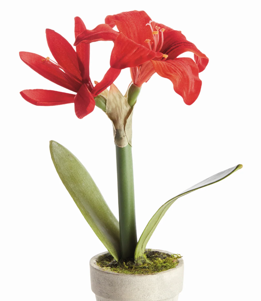 MINI AMARYLLIS POTTED DROP-IN 9"