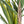 Load image into Gallery viewer, Faux Yucca Tree
