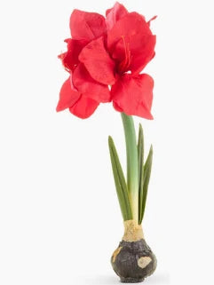19" Real Touch Amaryllis Bulb
