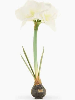 19" Real Touch White Amaryllis Bulb